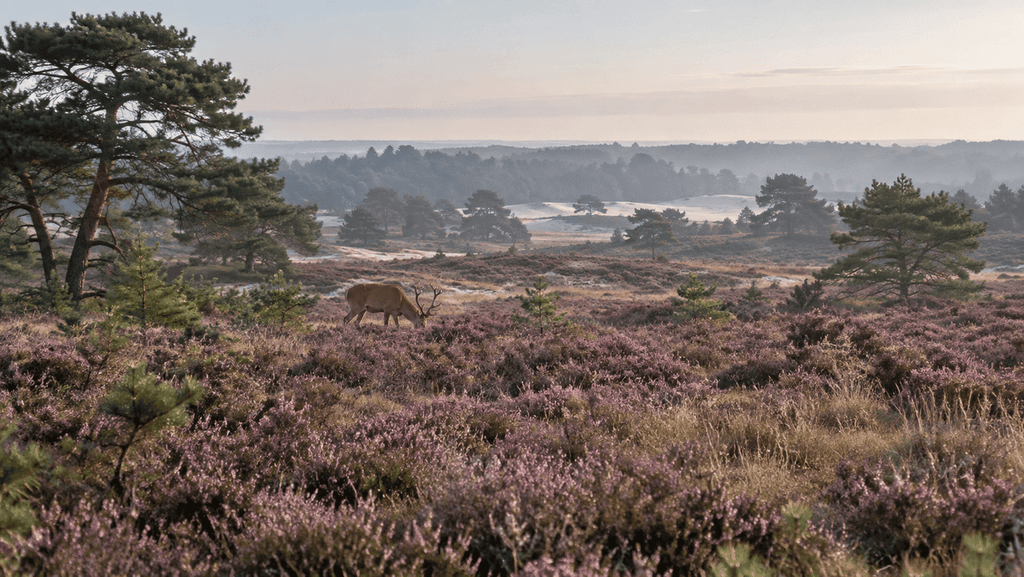 een prachtig landschap van de veluwe met een hert